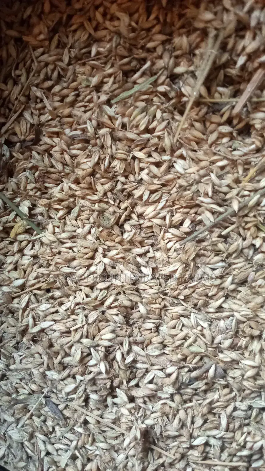 Brachiaria Ruziziensis Seed