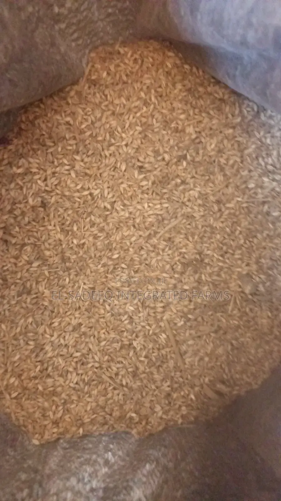 Brachiaria Ruziziensis Seed