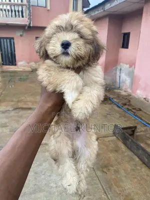 3-6 months Male Purebred Lhasa Apso