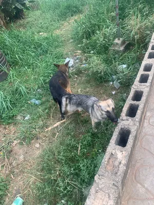 1+ year Male Purebred German Shepherd