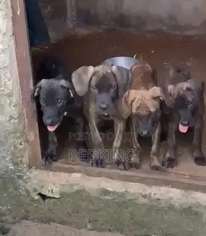 1-3 months Male Purebred Boerboel