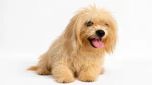 6-12 months Male Purebred Lhasa Apso