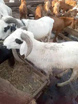 Ram Goat Cow, for Sale