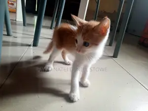 1-3 months Male Purebred Tabby