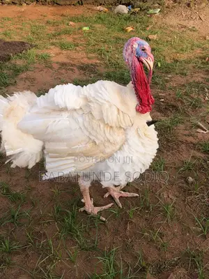 Foreign Imported Turkey