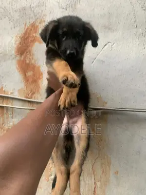 1-3 months Male Purebred German Shepherd