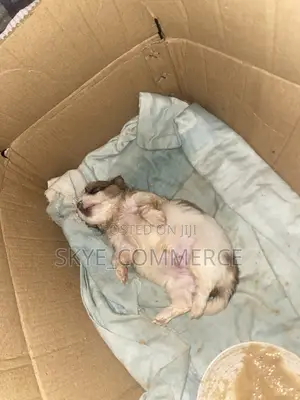 1-3 months Male Purebred Lhasa Apso