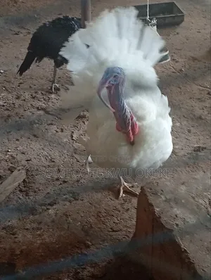 Adult Male Turkey