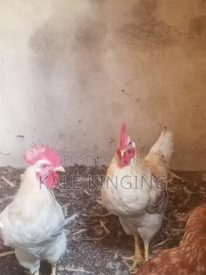 Matured Chicken