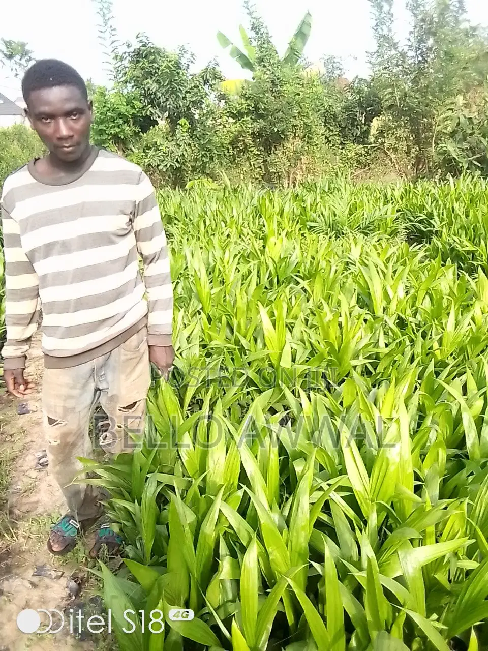 Hybrid Oil Palm Seedling