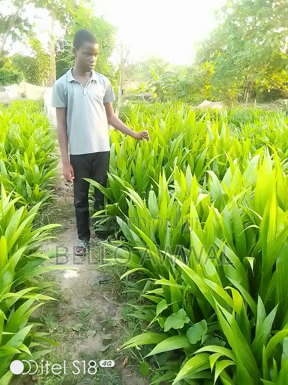 Hybrid Oil Palm Seedling