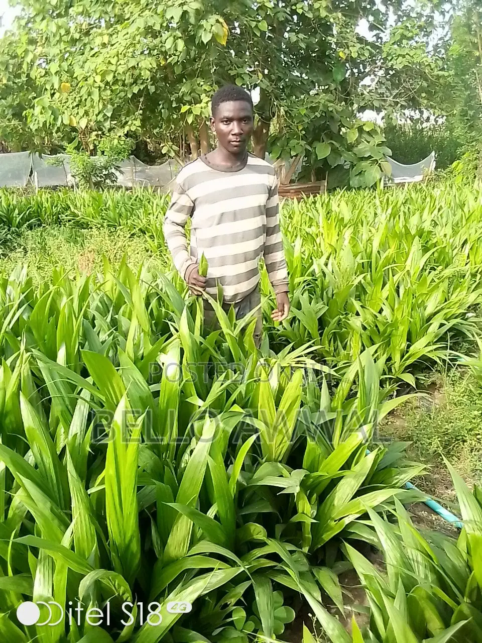 Hybrid Oil Palm Seedling