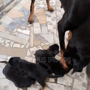 1-3 months Male Purebred Rottweiler