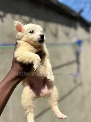 1-3 months Female Purebred American Eskimo