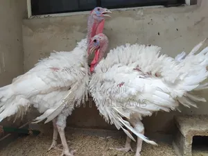 Mature Male and Female Foreign Turkey for Sale