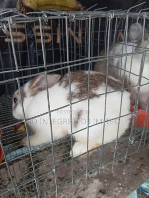 Rabbit for Sale