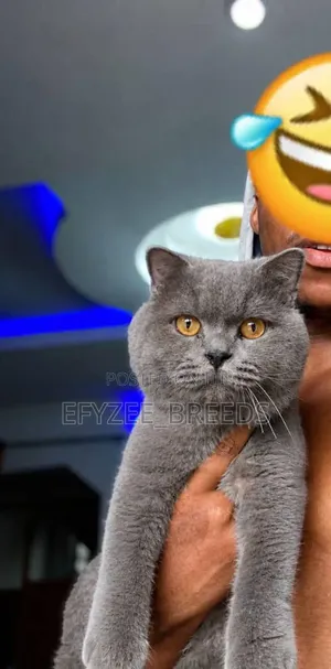 1-3 months Male Purebred British Shorthair