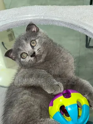 1-3 months Male Purebred British Shorthair