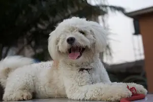 1+ year Male Purebred Lhasa Apso