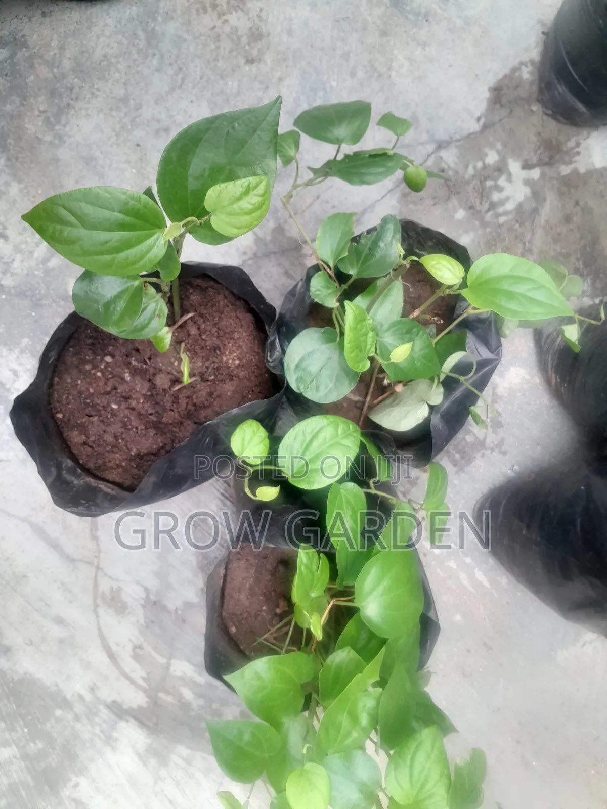 Uziza Seedlings