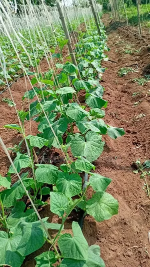 Agricultural Consultant & Farm Manager | 90% Yield Efficiency |