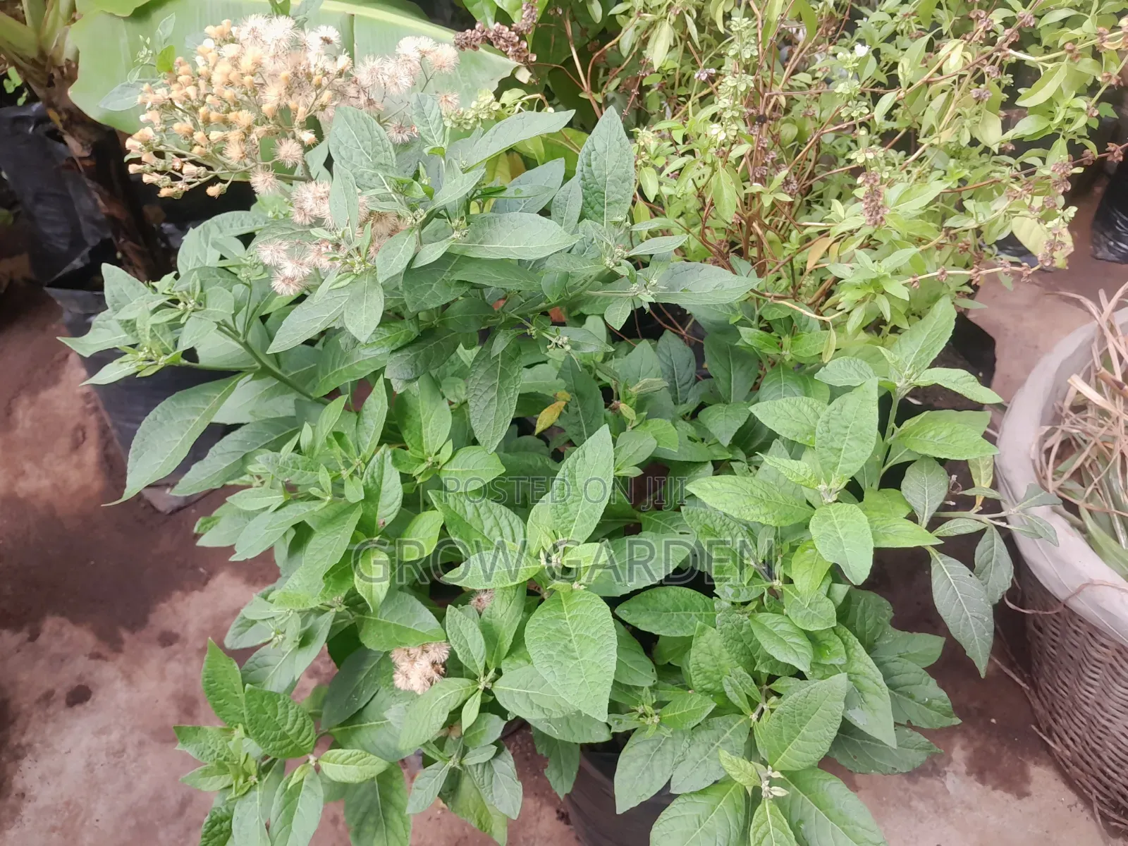 English Bitterleaf