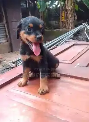 1-3 months Female Purebred Rottweiler