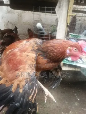 Healthy Noilers Chickens