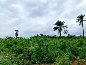 40 Acres of Farmland Available for Sale