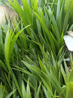 Dwarf Coconut Seedlings