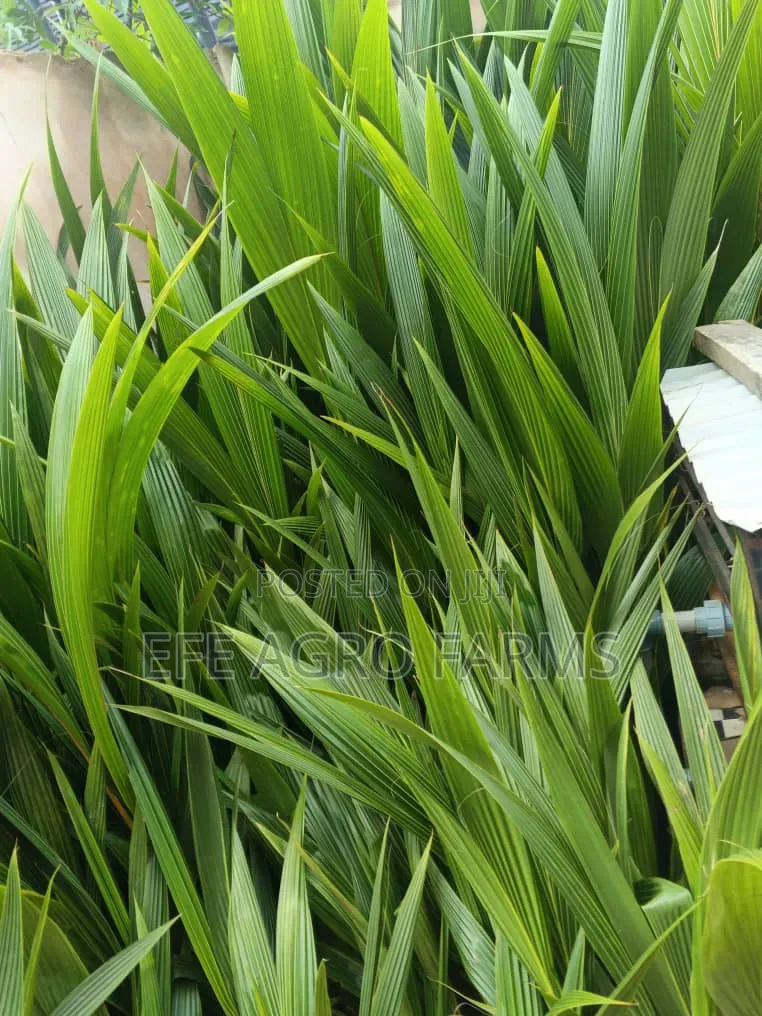 Dwarf Coconut Seedlings