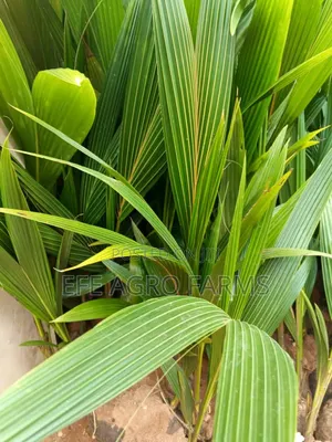 Dwarf Coconut Seedlings