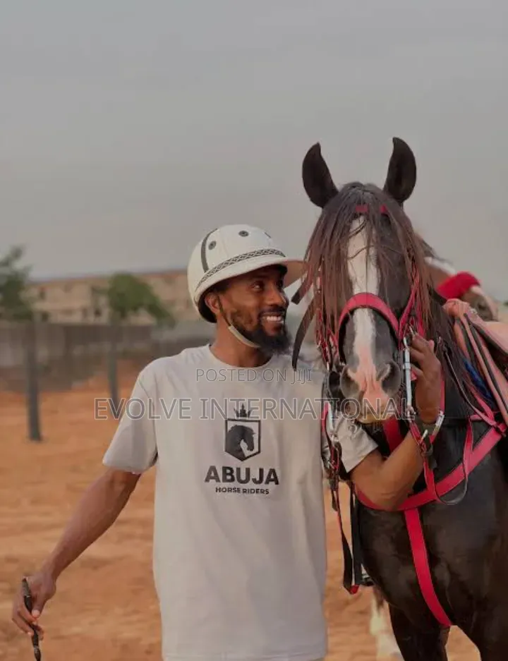 Hire Horses for Events