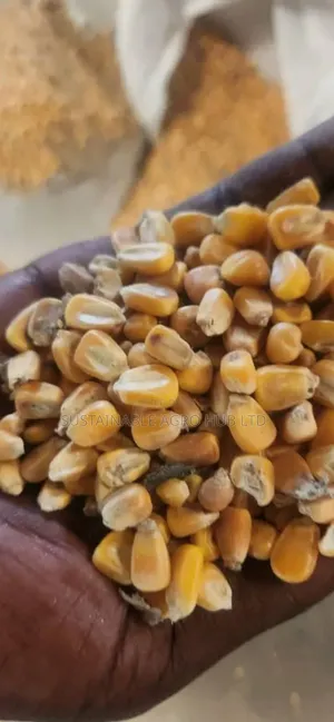 Dry Yellow Maize (Corn) – Clean Well Dried (50kg / Bulk Supply)