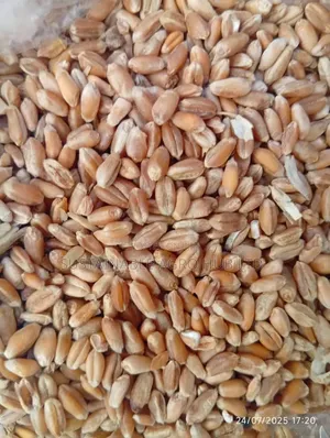 Premium Dry Wheat Grains – Clean High Quality (50kg / Bulk Supply)