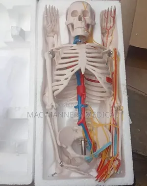 Anatomical Skeleton