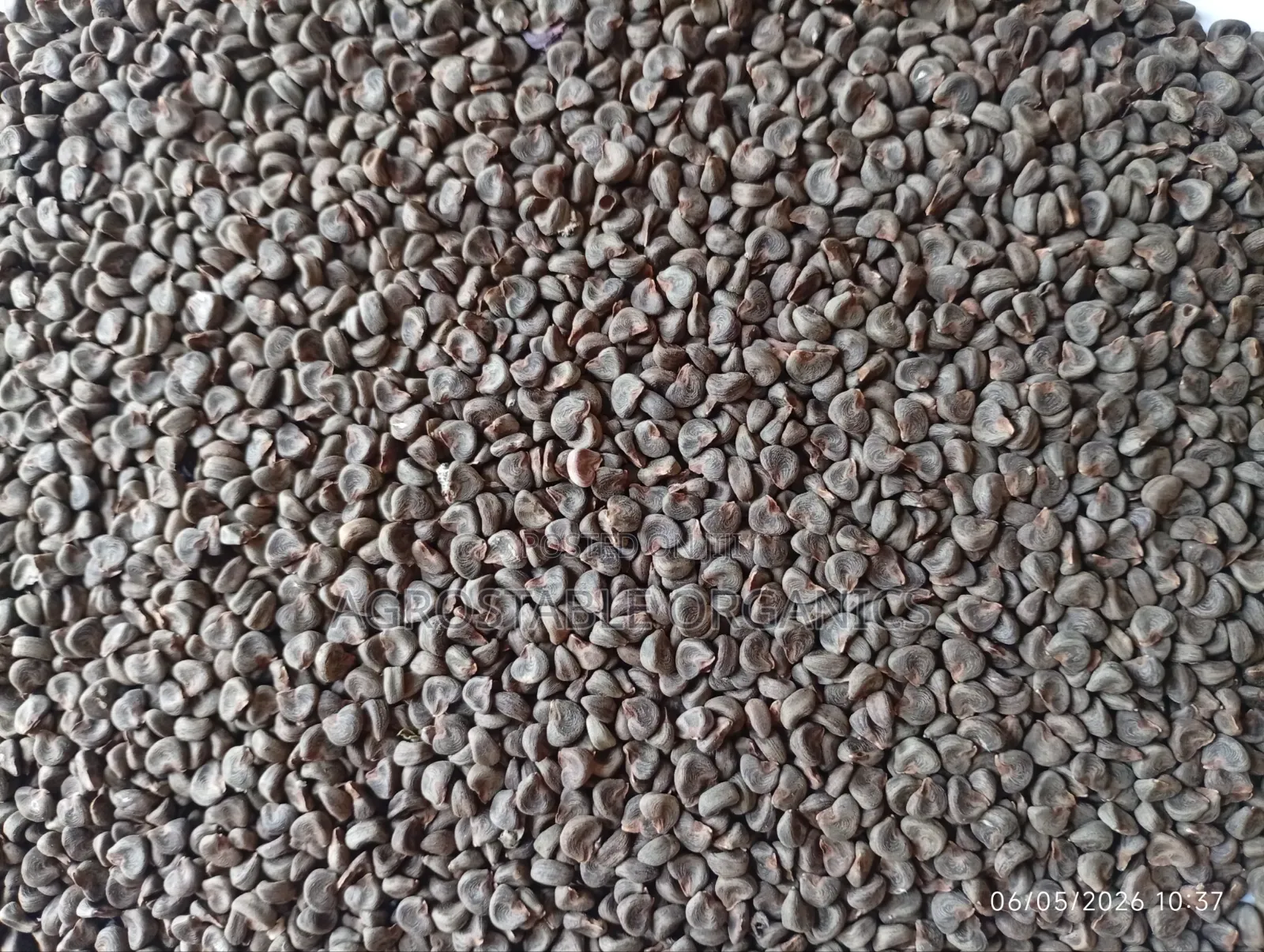 Hibiscus Seeds