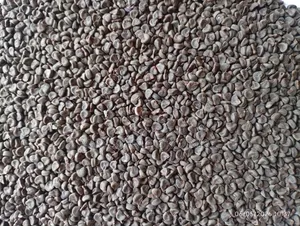 Hibiscus Seeds