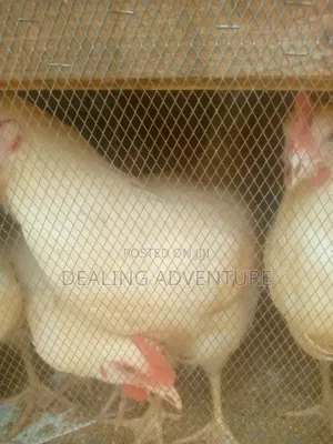 White Big Chicken for Sale