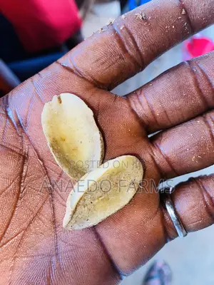 Ogbono Ador