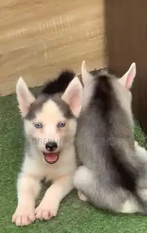 1-3 months Female Purebred Siberian Husky