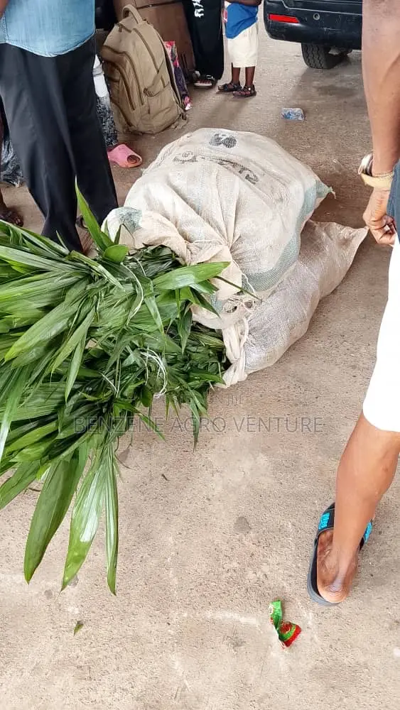 Palm Seedlings