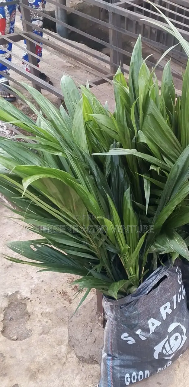 Palm Seedlings