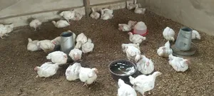 Well Vaccinated 6 Weeks Broilers for Sale.