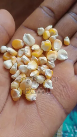 Stop Eating Stones! Our Premium Local Rice Is 100% De-Stoned ."