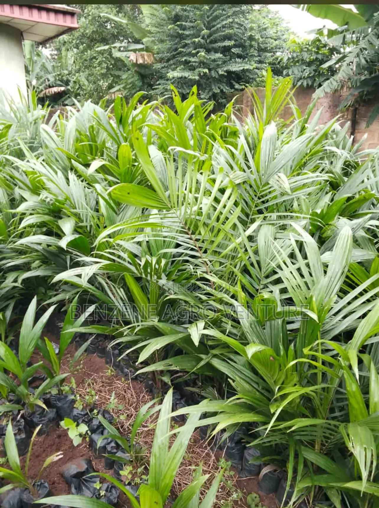 Palm Seedling