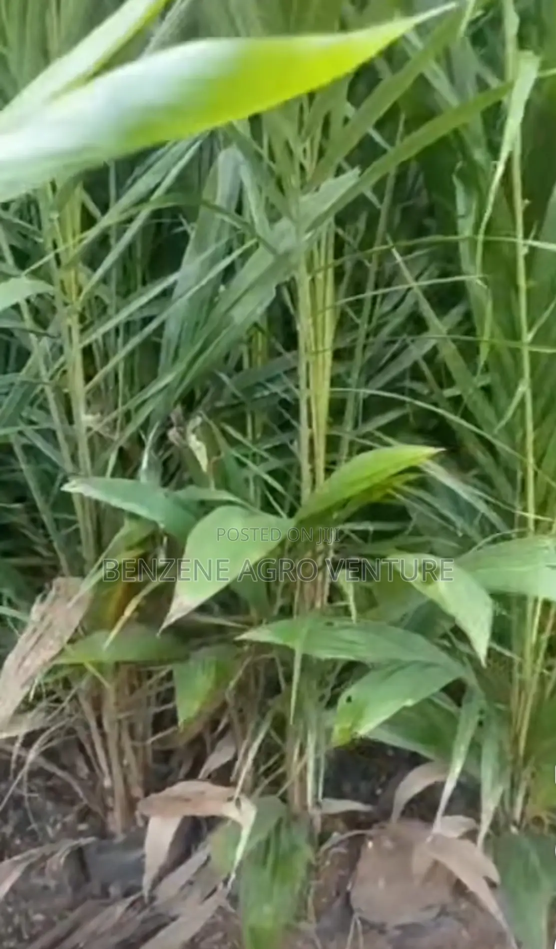 Benzene Agro