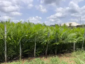 Benzene Agro