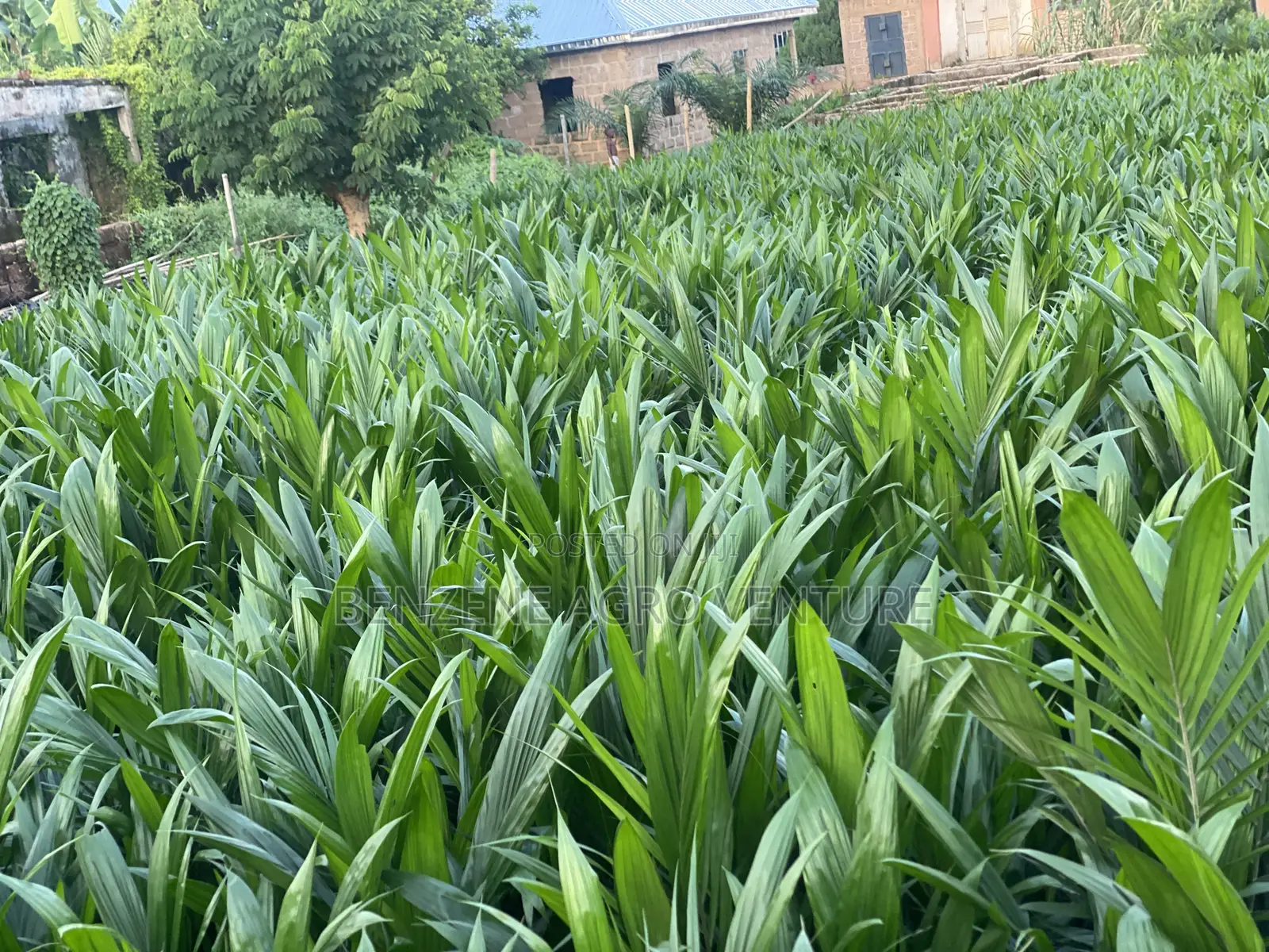 Benzene Agro