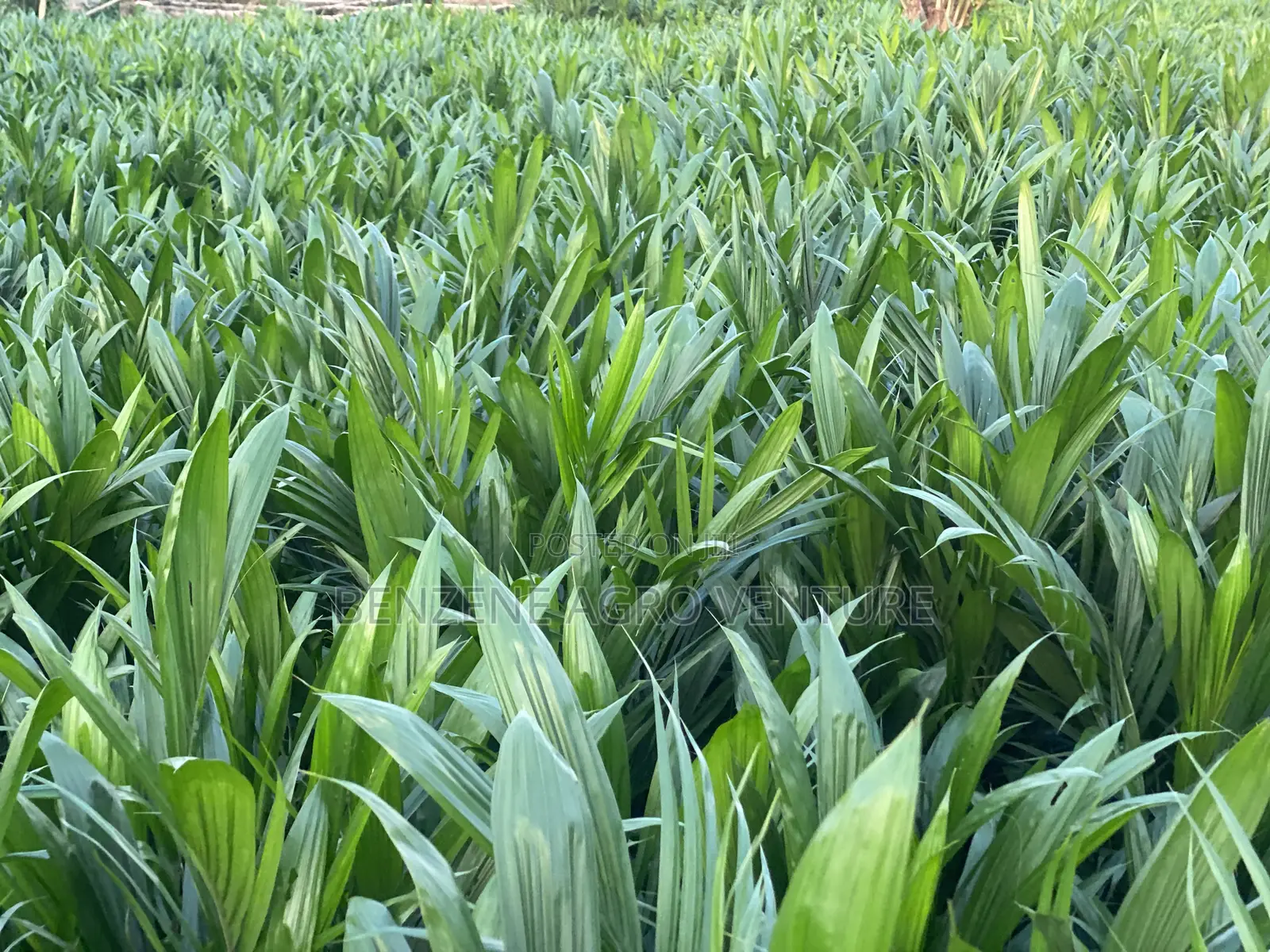 Benzene Agro